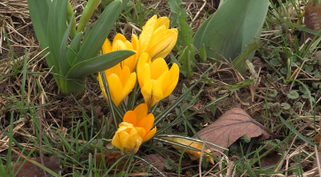 Ve městě začaly rozkvétat květinové pásy podél cest