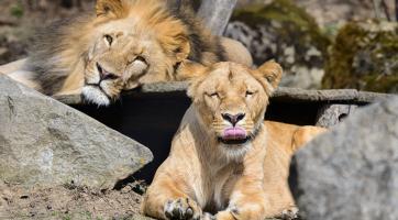 Zlínská zoo truchlí. Nečekaně zemřela lvice Lisa