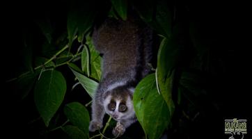 Zlínská zoo pomáhá chránit zvířata ve volné přírodě. Na záchranu outloňů poslala 6 000 dolarů