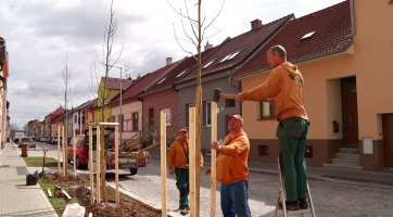 Zrekonstruované ulice doplnily nové stromy
