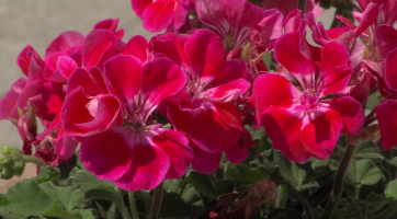 Tři zmrzlí muži doslavili jmeniny, město může rozkvést  