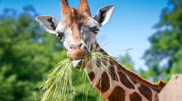 Neukáznění návštěvníci zlínské zoo krmí zvířata a porušují zákaz vstupu