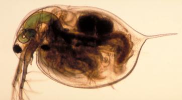 Čistotu vody v Bečvě monitoruje nová měřící stanice