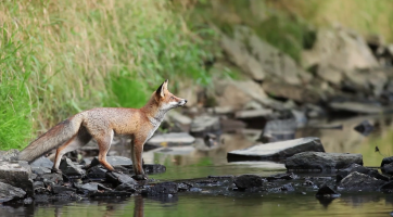Na Vsetínsku se přemnožila liška obecná
