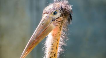 Chovatelský úspěch světového významu! Ve zlínské zoo se narodilo mládě marabu menšího