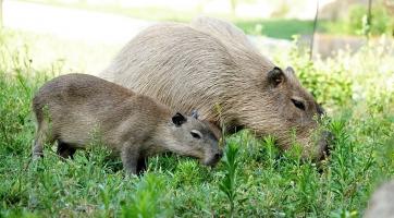 Skupinka kapybar ze zlínské zoo se rozrostla o čtyři mláďata