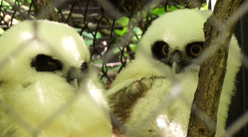 V zoo přibyli dravci i přímorožec arabský