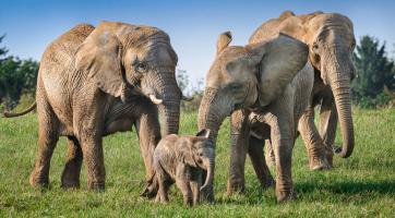 Zlínská zoo usiluje o překonání 700tisícové návštěvnosti 