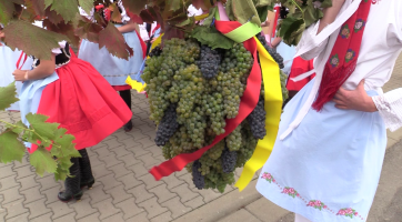 Chasa ve spolupráci s vinaři uspořádala tradiční vinobraní