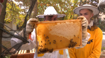 Studenti gymnázia chovají v prostorách školy včely