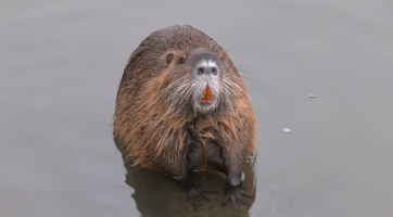 V Uherském Hradišti se přemnožily nutrie. Nekrmte je, prosí město