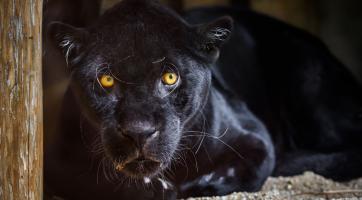 Smutné zprávy ze zlínské zoo. Na Štěpána zemřel jaguár Danny