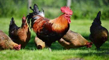 V celém Česku platí zákaz venkovního chovu drůbeže. Důvodem je ptačí chřipka
