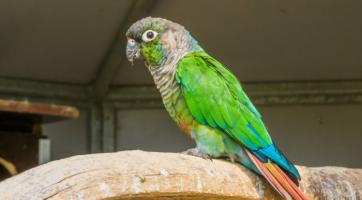 Zimní „úlet“ tropického papouška: návštěva magistrátu, útulek a pak hurá zpátky domů! 