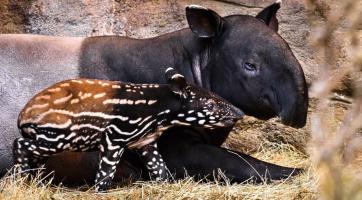 Zlínskou zoo prozkoumává nový obyvatel. Je pruhovaný, má malý chobot a jmenuje se Coffee!