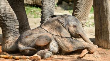 Nejlepší rok v historii! Branami zlínské zoo loni prošlo téměř 800 000 návštěvníků