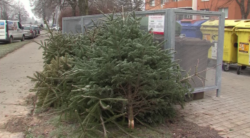 Sběr vánočních stromků bude ve Zlíně zahájen příští pondělí. Stromky neřezejte, nelámejte ani nevkládejte do kontejnerů