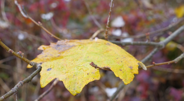 Hejtmanství chce zabránit vysychání lesů