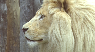 Hodonínská zoologická zahrada se rozloučila se lvy jihoafrickými
