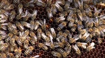 Také v Uherském Hradišti je aktivní Český svaz včelařů