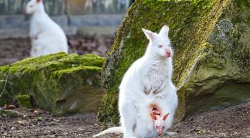 Rozkvetlý areál, mláďátka nebo prohlídky zámku. Zlínská zoo zve na Velikonoce