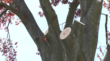 Chráněný strom v Hulíně na náměstí Míru byl pokácen.