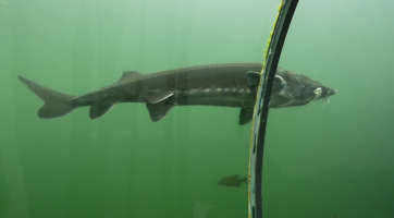 V expozici Živá voda žije největší jeseterovitá ryba v ČR vyza velká