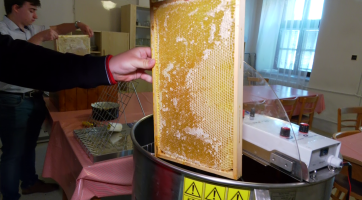 Studenti gymnázia stáčeli výroční med už ze čtyř včelích úlů 