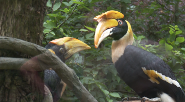 Světový úspěch! Zlínská zoo odchovala dalšího dvojzoborožce indického