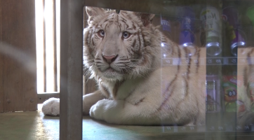 Bílá tygřice odebraná z nelegálního chovu zamířila z Hodonína do Německa