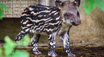 Čekání je u konce! Ve zlínské zoo se po 34 letech narodilo mládě tapíra jihoamerického