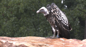 Zlínská zoo má nejdelší voliéru v České republice. Měří 80 metrů a kryje ji ocelová síť