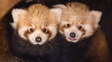 Čtyřměsíční dvojčata pandy červené už skotačí v přírodním výběhu