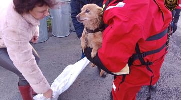 Pes spadl do potoka, na pomoc mu přijeli hasiči