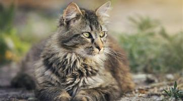 Ve Valašském Meziříčí si pochvalují kastrační program pro kočky