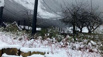 Předvánoční sněhová nadílka poškodila voliéry ve zlínské zoo. Škody půjdou do milionů korun