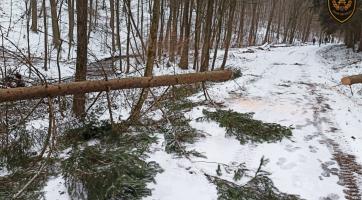 Neděle pohledem hasičů: popadané stromy, přimrzlý opeřenec a vánoční stromeček uvízlý v koruně stromu