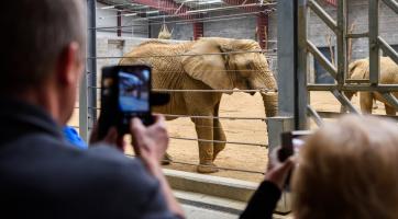 Zlínská zoo umožní veřejnosti nahlédnout do chovného zařízení pro slony. Kapacita prohlídek je ale omezená