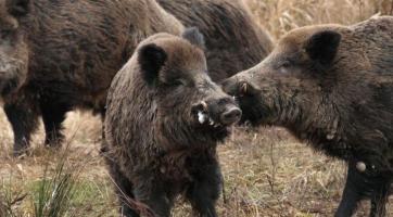 Přemnožená divoká prasata dál trápí Zlín. Za uloveného divočáka město vyplácí 5000 korun 