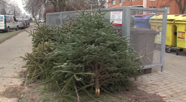 V Hradišti opět začne sběr vysloužilých vánočních stromků