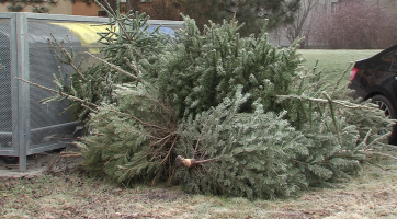Sběr vánočních stromků začne ve Zlíně v pondělí 8. ledna