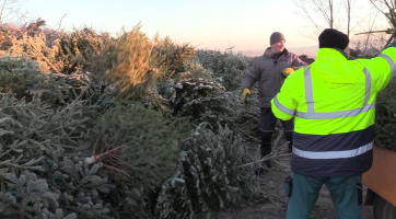 Vánoční stromky končí na nové skládce bioodpadu