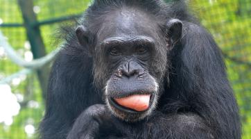 Hodonínská zoo přišla o Zuzanu. Oblíbená šimpanzice se dožila 51 let