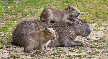 Radost ve zlínské zoo! Začátkem dubna zde přišlo na svět šest malých kapybar
