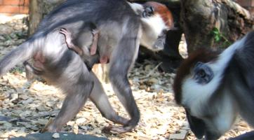 Hodonínská zoo hlásí prvoodchov mangabeje rudohlavého