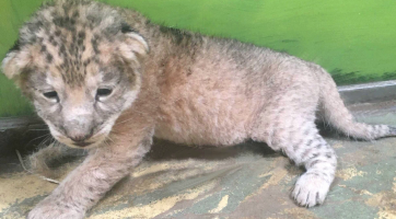 Hodonínská zoo bohužel přišla o mládě lva berberského. Samice měsíc po porodu ztratila mléko