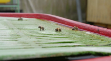Kraj chce školákům přiblížit význam včel pro životní prostředí