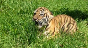 Ve zlínské zoo se narodilo mládě tygra ussurijského. Návštěvníci ho mohou vidět díky nově nainstalované obrazovce