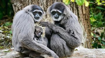 V říjnu skončí oprava ubikace gibonů stříbrných ve zlínské zoo. Návštěvníci je budou moci vídat i v zimě