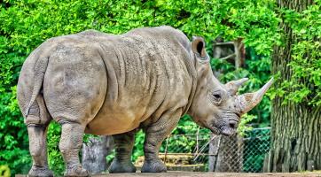 Velké očekávání ve zlínské zoo! Nosorožčí samice Zanta čeká první mládě, narodit by se mělo v listopadu